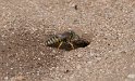 IT-2016-05-RH0231