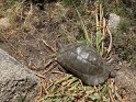 IT-2016-05-RH0603