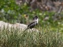 IT-2016-05-RH0613