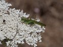 IT-2016-06-RH01188