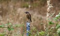 IT-2016-06-RH01195