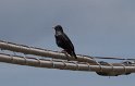IT-2016-06-RH01203