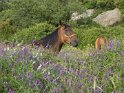 IT-2016-06-RH0933