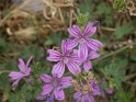 IT-2016-06-RH0998