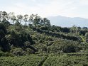Kaffee-Plantage
