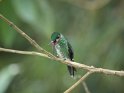 Weibchen des Grünstirn-Brillantkolibri