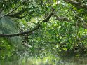 Mangrovenwald