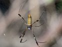 Goldseidenspinne
