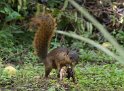 Rotschwanzhörnchen
