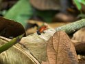 Erdbeerfrosch