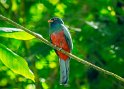 Schieferschwanztrogon
