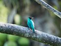 Kappennaschvogel