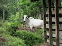 Zebu-Rind