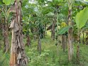 Papayas