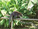 Weissrüsselnasenbär