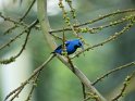 Azurnaschvogel