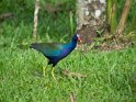 Purpurhuhn