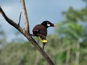 Montezumastirnvogel