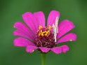 Blüte (2)