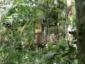 Baumhaus der Tigra Rainforest Lodge