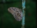 Bananenfalter (Caligo memnon); kein Freiland