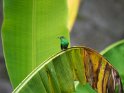 Kolibri