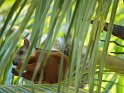 Bunthörnchen