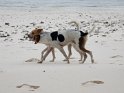 streunende Hunde am Strand