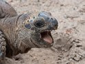 Riesenschildkröte (2)