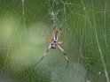 Palmenspinne