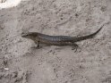 Wright's Skink