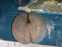Coco de Mer