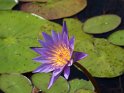 Blauer Lotus