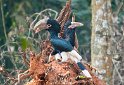 Weißschenkel-Hornvogel