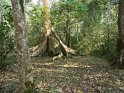 im Budongo Forest