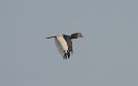 Grauwangen-Hornvogel