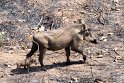 Warzenschwein mit Jungem