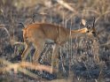 Oribi