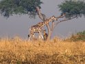 Rothschild Giraffe