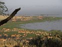 Herde von Uganda Kop