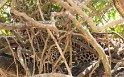 Find den Leopard