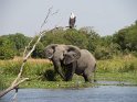 Elefant und Schreiseeadler