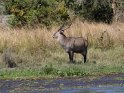 Defassa-Wasserbock (2)