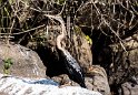Schlangenhalsvogel