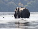 Elefant badet