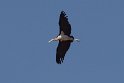 Marabu