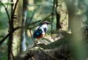 Grünbrustpitta