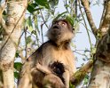 Uganda-Stummelaffe