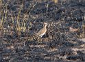 Temminckrennvogel