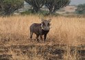 Warzenschwein (2)